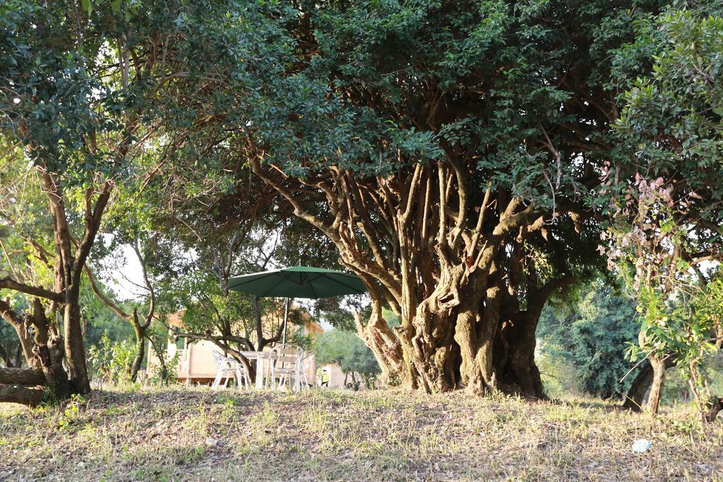 Jambo Mara Safari Lodge Ololaimutiek Екстериор снимка