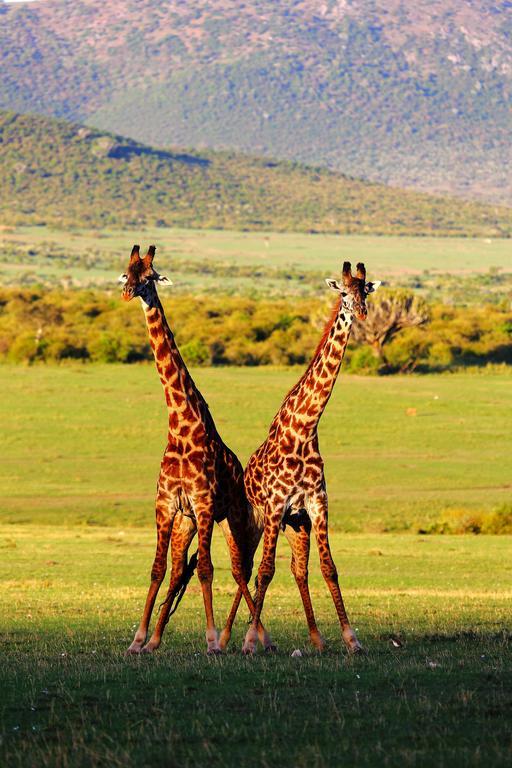 Jambo Mara Safari Lodge Ololaimutiek Стая снимка